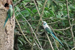 Psittacula columboides