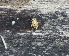 Tropidosteptes quercicola