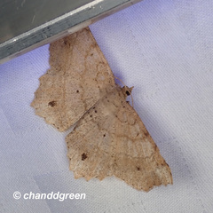 Chiasmia monticolaria