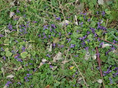 Viola odorata