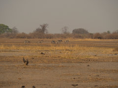 Equus quagga crawshayi