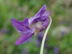Viola odorata