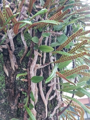 Microgramma mortoniana