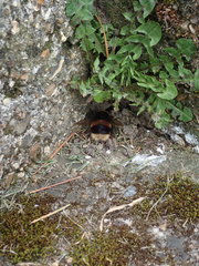 Bombus terrestris