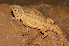 Pogona microlepidota