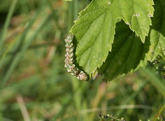 Cucullia absinthii