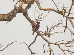 Eurystomus glaucurus