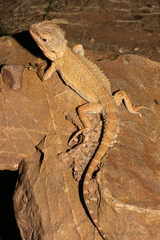 Pogona microlepidota