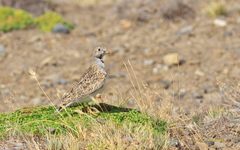 Thinocorus rumicivorus