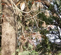 Madhuca longifolia