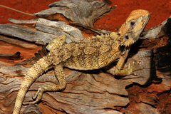 Pogona minor