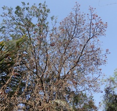 Madhuca longifolia