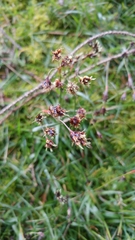Divisae