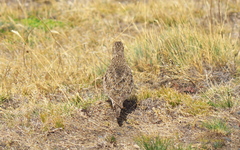 Thinocorus rumicivorus