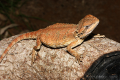 Pogona microlepidota