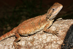 Pogona microlepidota