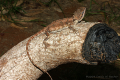 Pogona microlepidota