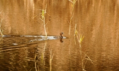 Tachybaptus ruficollis