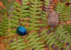 Erachtheus lutulentus