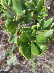 Comarostaphylis diversifolia