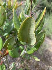 Comarostaphylis diversifolia