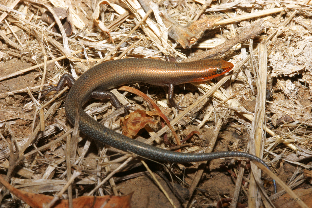 Northern Soil-Crevice Skink