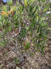 Comarostaphylis diversifolia
