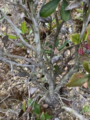Comarostaphylis diversifolia