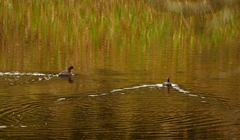 Tachybaptus ruficollis