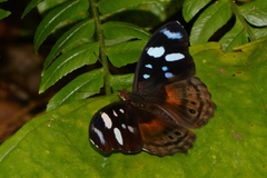 Myscelia capenas octomaculata