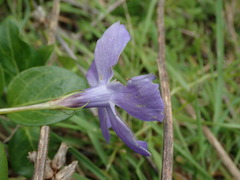Vinca major