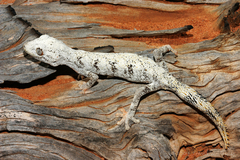 Strophurus ciliaris