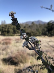 Ceanothus pauciflorus