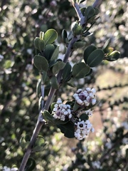 Ceanothus pauciflorus