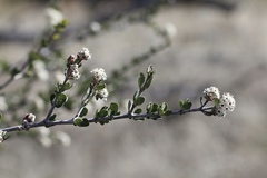 Ceanothus pauciflorus