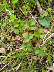 Potentilla indica