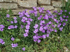 Aubrieta deltoidea