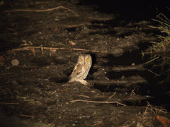 Otus senegalensis
