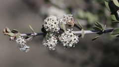 Ceanothus pauciflorus