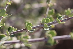 Ceanothus pauciflorus