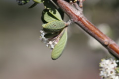 Ceanothus pauciflorus