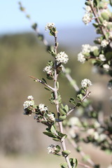 Ceanothus pauciflorus