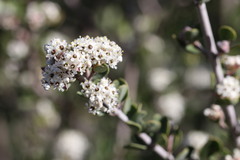 Ceanothus pauciflorus