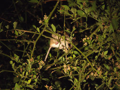 Arvicanthini