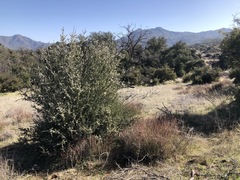 Ceanothus pauciflorus