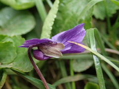 Viola odorata