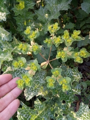 Euphorbia helioscopia image