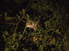 Arvicanthini