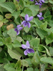 Viola odorata