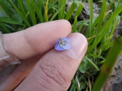 Veronica persica